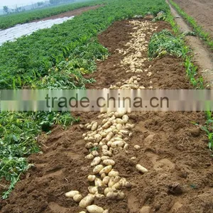 250G Size of 10KG Fresh Holland Potato thumbnail-6