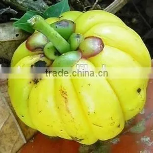100% Natural Garcinia Cambogia Extract thumbnail-3