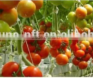 Tomato Fix Snap Farming Clip to Fasten Vine Plants thumbnail-4