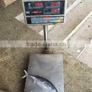 Kawakawa Tuna Kawa Kawa Fish Bonito Fish for Market thumbnail-1