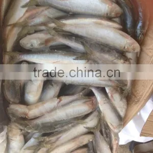 NEW FISH FROZEN SARDINE SEAFOOD FOR SALE thumbnail-4