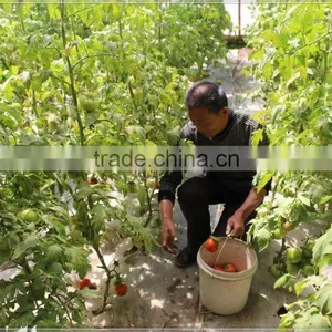 2017 Hot Sale Multi Span Plastic Film Tomato Greenhouse thumbnail-2