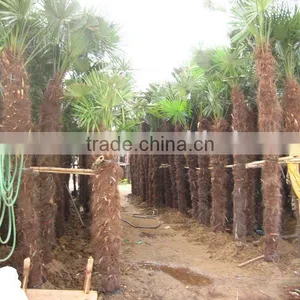 Trachycarpus Fortunei Landscaping Palm thumbnail-1