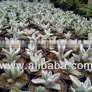 Succulent Plant Kalanchoe Eriophylla ' Snow' thumbnail-1