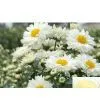 Chrysanthemum Extract thumbnail-1