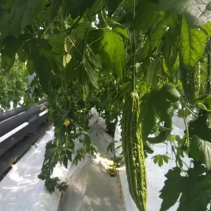 Hybrid Bitter Gourd Seeds/bitter Melon Seeds For Sale No.77 thumbnail-3
