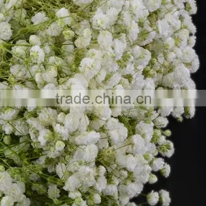 Excellent Quality Best Selling Fresh Excellent Quality Fresh Gypsophila thumbnail-4