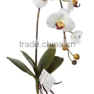 Silk Phalaenopsis Orchid, Artificial Phalaenopsis Orchid thumbnail-1