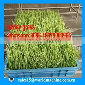 WHIR Saudi Arabia Greenhouse Agriculture Hydroponics for Growing Fodder Barley Grass thumbnail-3