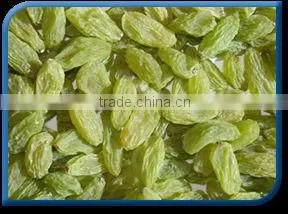 Green Raisin thumbnail-1