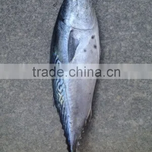 A Grade WR Frozen Bonito Seafood Product thumbnail-1