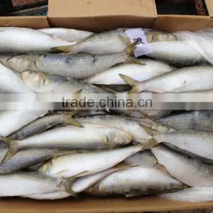 2016 Hot Sale Best Quality Newly Caught W/r Frozen Sardine Fish 8-10pcs/kg From China thumbnail-3