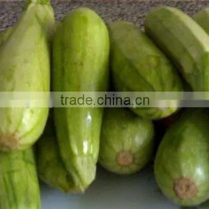 Zucchini thumbnail-2