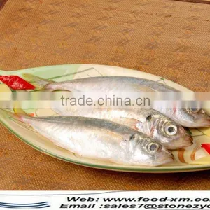 Sea Frozen Horse Mackerel for Sale thumbnail-1