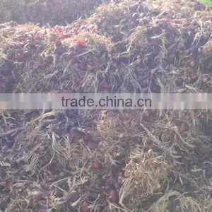 Fresh Yellow Onion Exporters in Egypt thumbnail-2