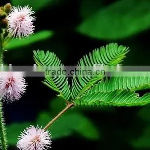 GMP Natural High Quality Mimosa Hostilis Root Bark Extract Powder thumbnail-2