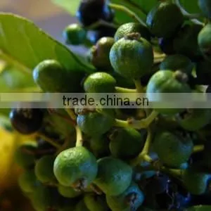 BULK PIMENTO BERRY OIL thumbnail-1