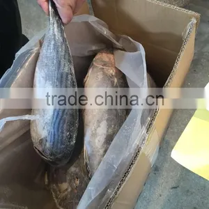 Frozen Bonito Sarda Sarda 750-1000G thumbnail-2