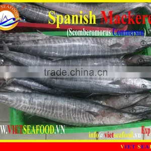 FROZEN SPANISH MACKEREL W/R thumbnail-1