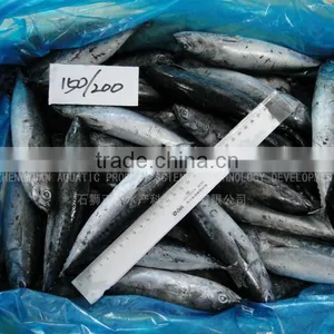 Wholesale Light Catching Sea Frozen Skipjack for Market thumbnail-2