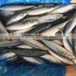 BQF Fresh New Caught Size 200-300 Sea Frozen Pacific Mackerel thumbnail-4