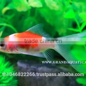 Comet Fish Farm For Sale and Export thumbnail-4