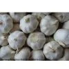 Garlic thumbnail-1