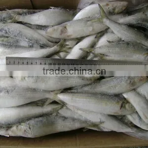 Frozen Sardine From Chinese Manufacture thumbnail-5