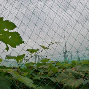 HDPE Plastic Anti Bird Net Agricultural Plastic Products Garden Netting Greenhouse Planting Net thumbnail-1
