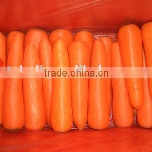 200g-250g Bulk Vegetables/fresh Sweet Carrot thumbnail-2