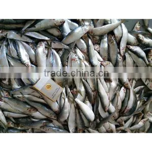Frozen Fresh Sardine thumbnail-6