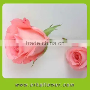 Color Pink Rose Fresh Floral Arrangements thumbnail-4