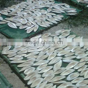 Cuttlefish Bone thumbnail-1