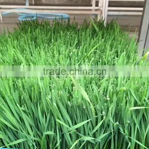 Hydroponics Animal Fodder Machinprofessional Automatic Oat Rooting Machine /bean Budding Machine/animal Fodder Sprouting Machine thumbnail-6
