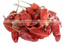 Capsicum Frutescens thumbnail-1