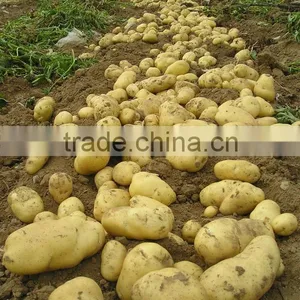 Fresh Potato From Chinese Holland Potato Farms thumbnail-2