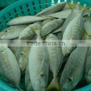 Frozen Yellowtail Scad Whole Round thumbnail-2