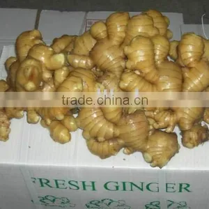 Super Quality Fresh Ginger (200g)/Dry Ginger thumbnail-1