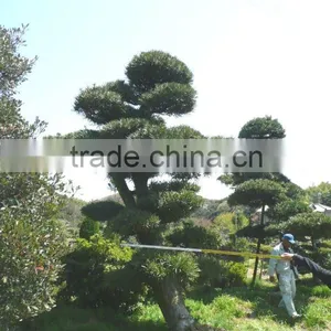 Podocarpus Japanese Big Bonsai for Garden thumbnail-1
