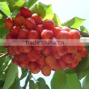 Top Quality Cherry Seeds For Planting thumbnail-5