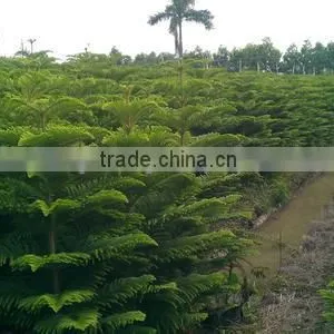 Hoop Pine, Araucaria Cunninghamii Sweet Seedlings, as Bonsai, Pot Plants or Outdoor Plants thumbnail-4