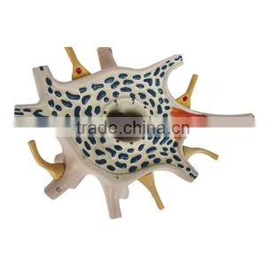 Neuron Education Human Body Biological Model Teaching Aids thumbnail-3