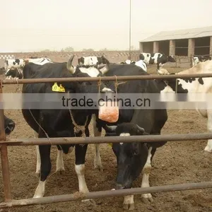Animal Salt Lick With Cow ALB 00 thumbnail-1
