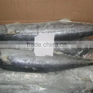 Frozen Spanish Mackerel 200-300g thumbnail-1