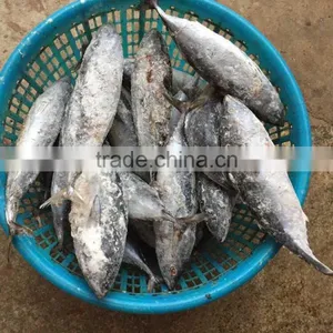 Frozen Fish Frozen Frigate Tuna Bonito Tuna for Market thumbnail-1