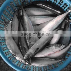 China-made Frozen Pacific Mackerel Fresh Hot Sale Fish thumbnail-3