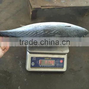 Frozen Fresh Bonito 750g up thumbnail-3