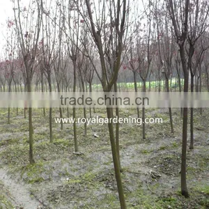 Prunus Cerasifera thumbnail-3