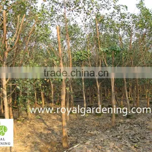 Ficus Religiosa Landscaping Project Trees thumbnail-2