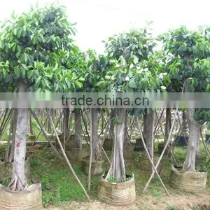 Ficus Benghalensis thumbnail-3